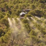 Paranoia and concern about unwanted effects of spraying for pine processionary pine needle