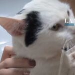 DANA en Valencia: emotiva reacción de un gato al rencontrarse con su dueña