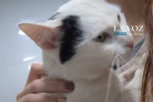 Emotiva reacci&oacute;n de un gato al rencontrarse con su due&ntilde;a tras la DANA
