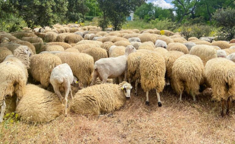 Agricultores piden al Govern que priorice la vacunación contra la lengua azul en las explotaciones con más afectados