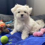 A Maltese bichon from Paris to Ibiza: the dangerous dog scam to beware of