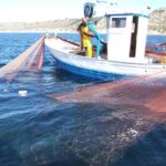M&aacute;s oportunidades para la pesca artesanal en Ibiza y Formentera: &iquest;qu&eacute; implica el cambio?
