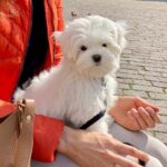 From Chile to Lithuania: the scam dog that arrived in Ibiza is offered all over the world