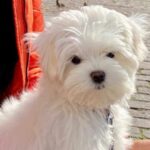 Desde Chile hasta Lituania: el perro de la estafa que lleg&oacute; a Ibiza es ofrecido por todo el mundo