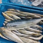 Pesca. La campaña de pesca de llampuga arranca este domingo y las barcas podrán comenzar a faenar el lunes