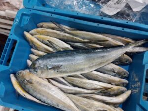 Pesca. La campaña de pesca de llampuga arranca este domingo y las barcas podrán comenzar a faenar el lunes