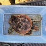 La Polic&iacute;a rescata una tortuga boba herida en Sant Antoni
