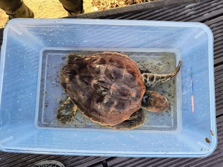 El ejemplar de tortuga boba herido que ha sido rescatado este miércoles en el Caló des Moro