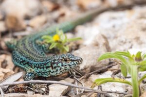 IbizaPreservation captura 499 culebras en 2024. (Prensa)
