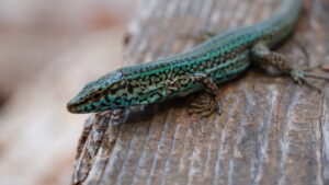 Ejemplar de lagartija de Ibiza y Formentera.