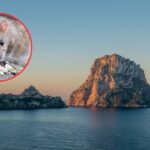 Rats also become a threat to lizard survival in Ibiza