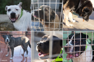 Perros en adopción.