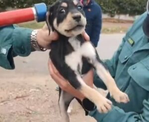 Perro rescatado por la Guardia Civil en Madrid.