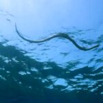 serpiente1
