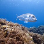 Regulation of recreational fishing in Ibiza and Formentera: catches of groupers and other species are limited.