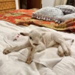 A little lamb abandoned in the garbage in Santa Gertrudis finds a home after a wave of solidarity