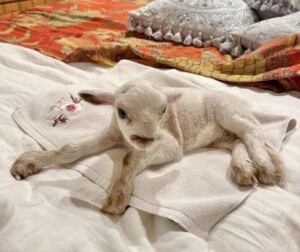 cordero reci&eacute;n nacido