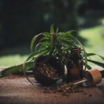 Situación del CBD en España