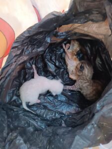 488041146 1076529527835922 7907977610928045635 n