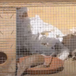 Animalistas denuncian el reparto de ratones vivos para capturar serpientes en Ibiza