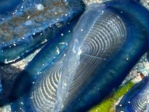 WhatsApp Image 2025 04 01 at 06.44.57 (5)