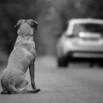 Perro abandonado. Istock