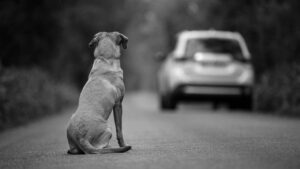 Perro abandonado. Istock