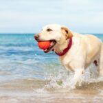Viajar con tu perro a Ibiza: playas habilitadas, hoteles pet friendly y consejos &uacute;tiles