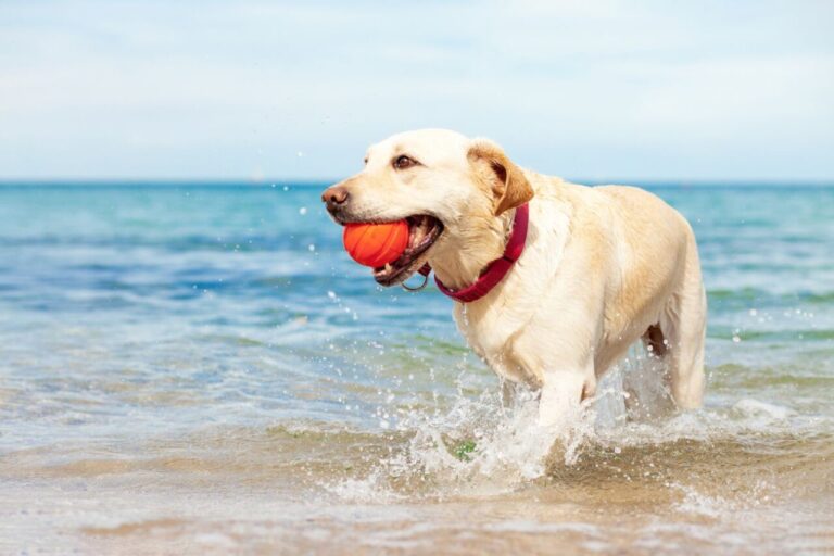 Perro jugando en una playa. Imagen ilustrativa.