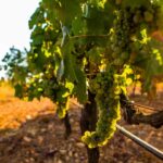 Producción de vid en Bodegas Can Rich