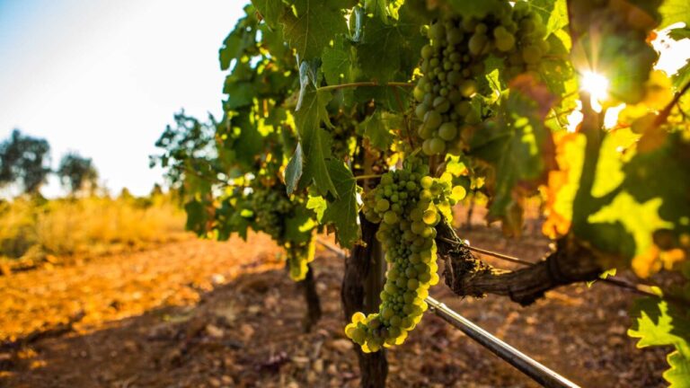 Producción de vid en Bodegas Can Rich