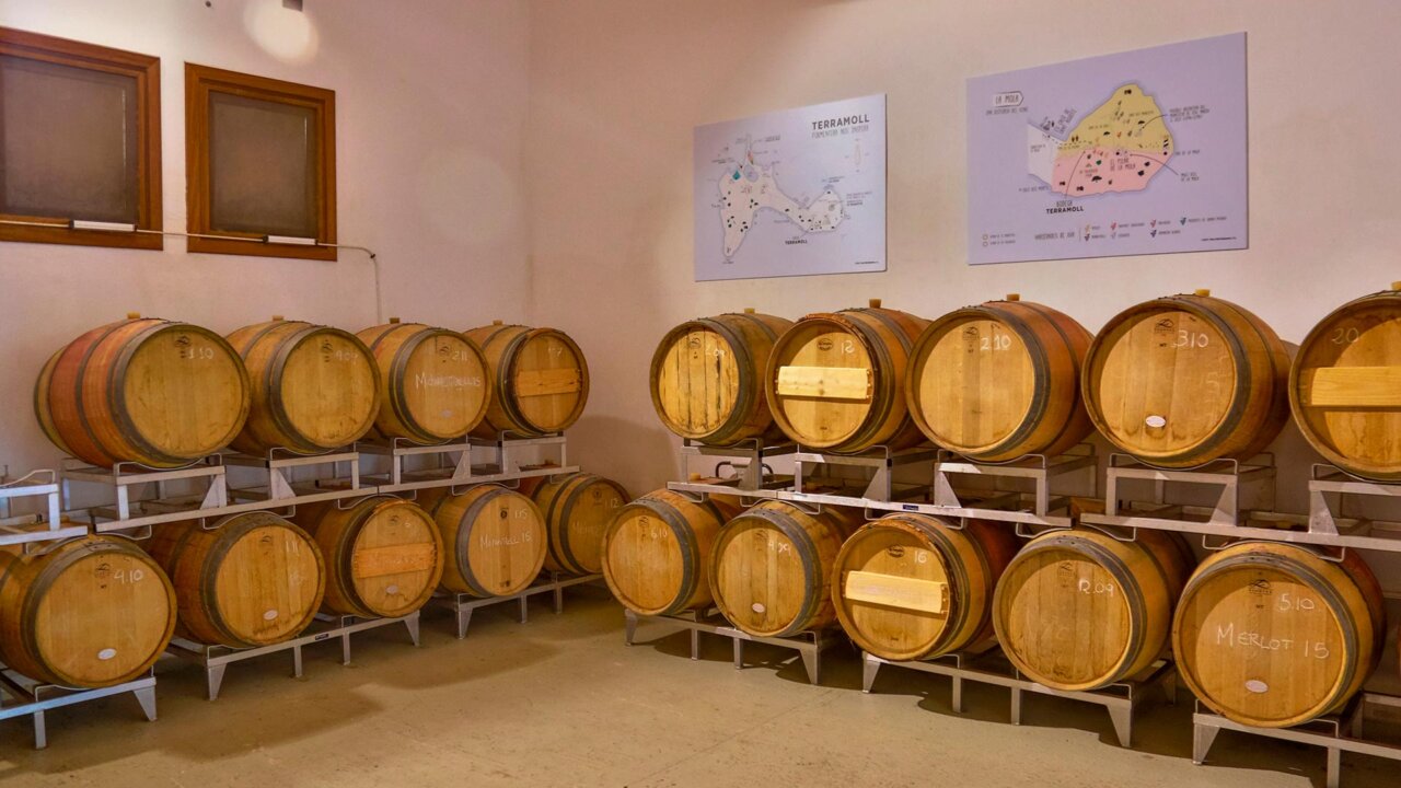 Producción de vino en Terramol, Formentera Producción de vino en Terramol, Formentera