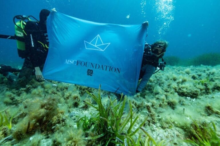 Fundación MSC y Vellmarí: 15.500 Brotes de Posidonia Plantados en Ibiza y Formentera