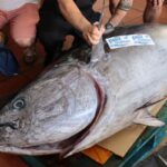 El pescado de 200 kilos capturado en Ibiza.