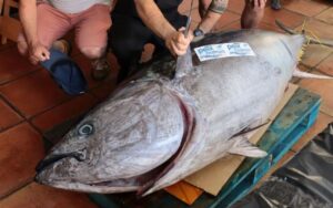 El pescado de 200 kilos capturado en Ibiza.