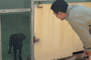 Nueva vida para la perrita llegada en patera