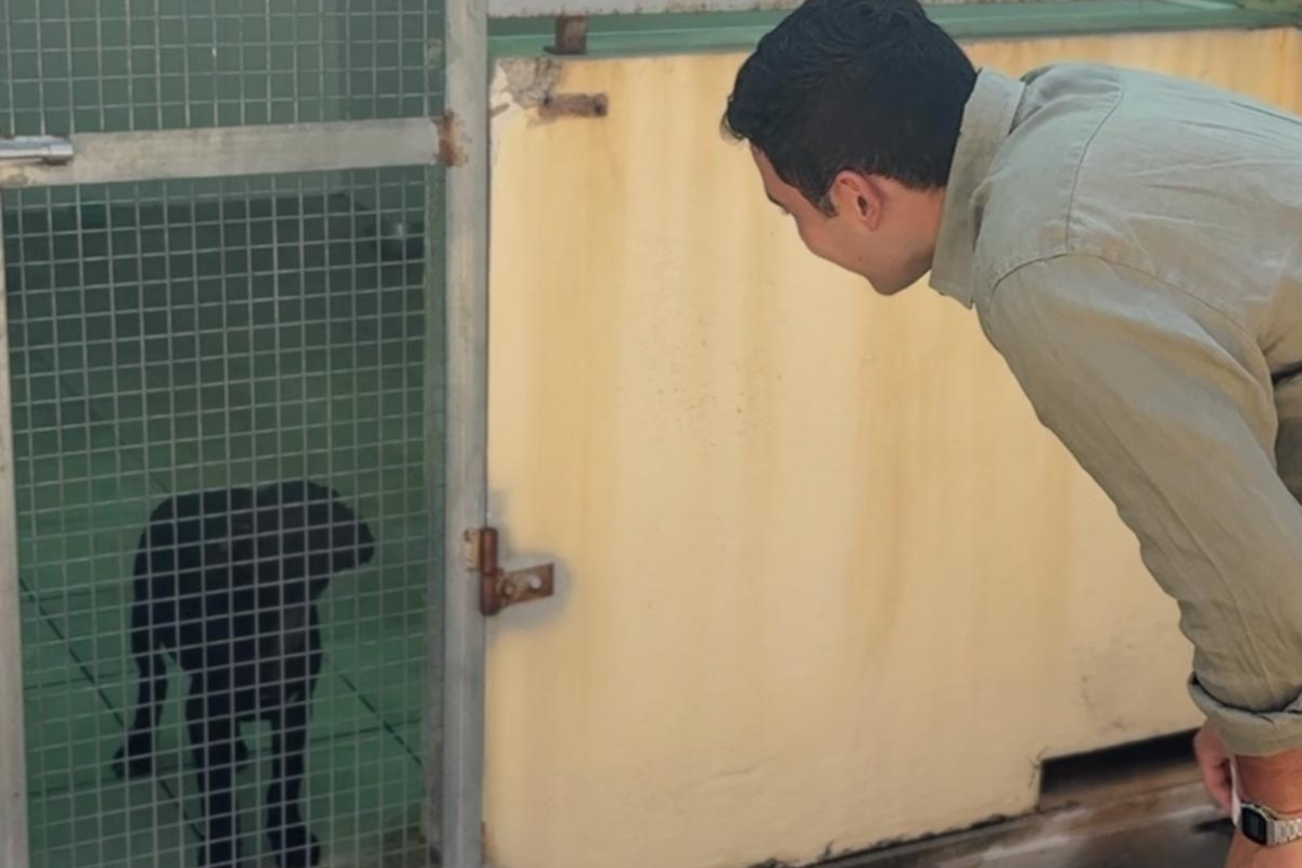Nueva vida para la perrita llegada en patera