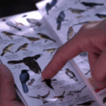 Persona señalando un ave en una guía ilustrada de aves (Foto Archivo)