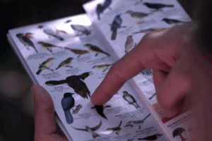 Persona señalando un ave en una guía ilustrada de aves (Foto Archivo)