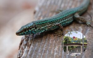 Enviar&aacute;n 17 ejemplares de la lagartija pitiusa a Barcelona.