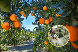 Cultivo de cítricos. Archvio