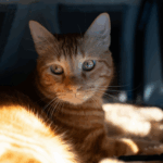 Gato al sol. Imagen ilustrativa. Archivo