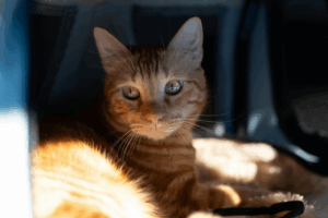 Gato al sol. Imagen ilustrativa. Archivo