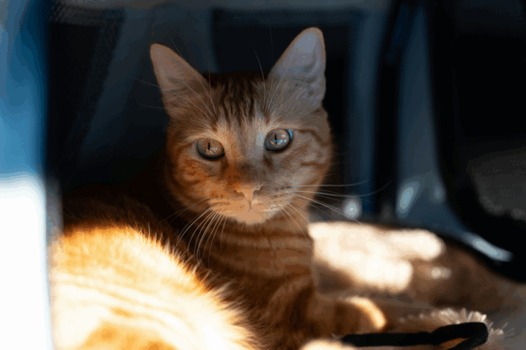 Gato al sol. Imagen ilustrativa. Archivo