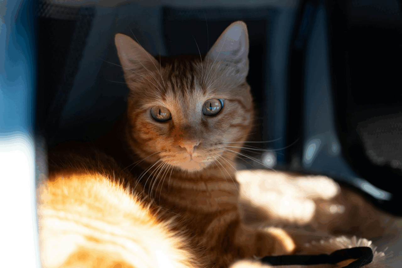 Gato al sol. Imagen ilustrativa. Archivo