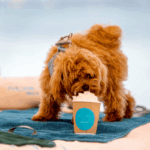 Perro disfrutando de un tentempié para canes. Archivo