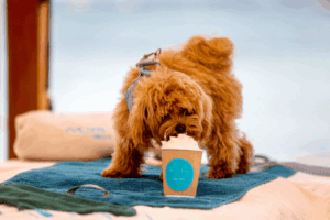 Perro disfrutando de un tentempié para canes. Archivo