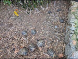 Ejemplares de tortuga europea intervenidas en una finca en Sant Llorenç des Cardassar.