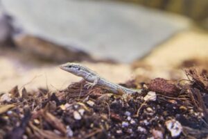 Primeras crías de lagartija pitiusa