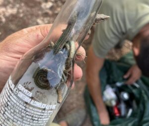 Lagartijas muertas en botellas.